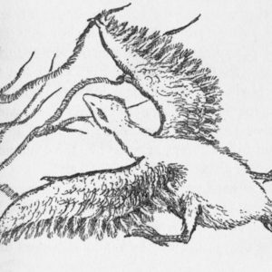 On the Track of Unknown Birds — lecture flyer